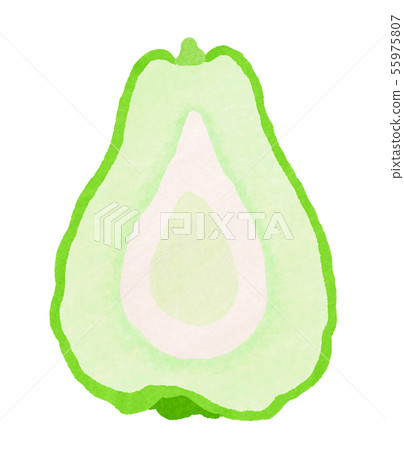 Hayatouri sechium edule Hayatouri sechium edule 55975807