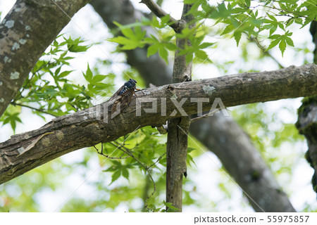 蟬停在樹上 蟬停在樹上 55975857