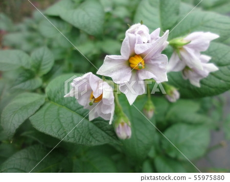 馬鈴薯花 照片素材 圖片 圖庫