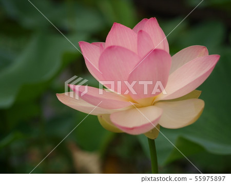 燦爛的蓮花 55975897