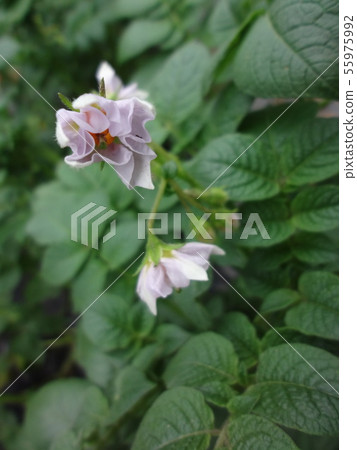 Potato flowers 55975992