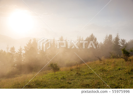 Fog in the forest. 55975996