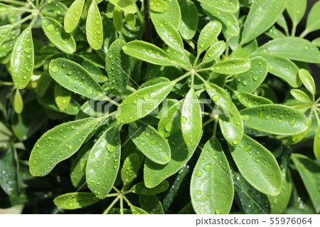 Chef Lera / Hong Kong Kapok 55976064