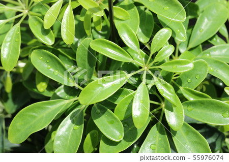 Chef Lera / Hong Kong Kapok 55976074