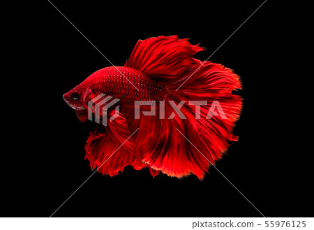 Dark red Siamese fighting fish, betta fish was Dark red Siamese fighting fish, betta fish was 55976125