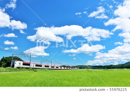 千葉縣成田特快在夏天藍天和稻田中運行 55976225