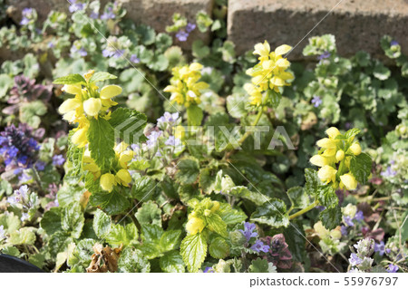 Ramium Galeofdron 55976797