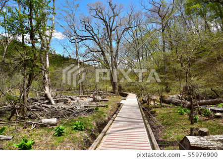 新鮮的綠色大沼公園 55976900