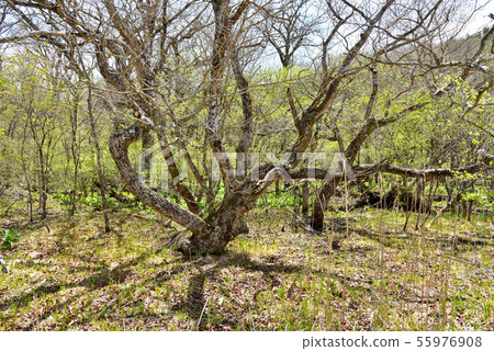 新鮮的綠色大沼公園 新鮮的綠色大沼公園 55976908