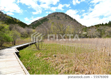 新鮮的綠色大沼公園 新鮮的綠色大沼公園 55976909