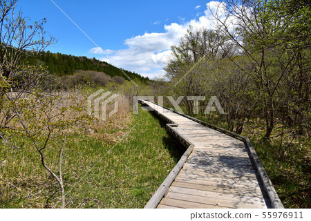 新鮮的綠色大沼公園 新鮮的綠色大沼公園 55976911