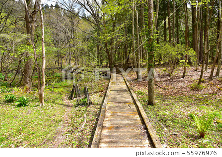 Fresh green Onuma Park Fresh green Onuma Park 55976976
