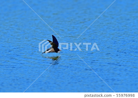 Hario Swallow's exciting water drinking scene Hario Swallow's exciting water drinking scene 55976998