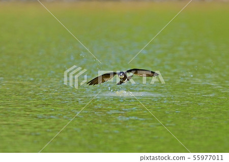 Hario swallow high-speed flight scene 55977011