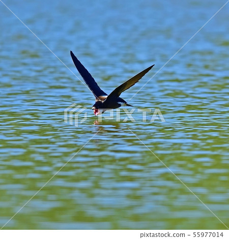 Hario Swallow's exciting water drinking scene 55977014