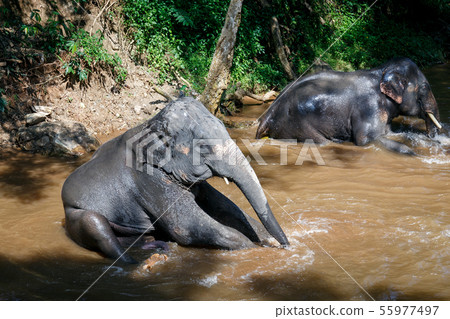 asian elephants taking a bath in river at elephant 55977497