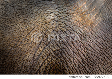 Elephant skin texture background 55977509
