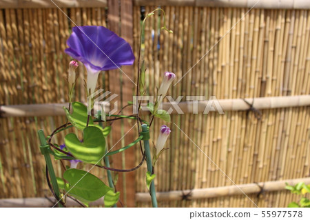 喇叭花 喇叭花 55977578