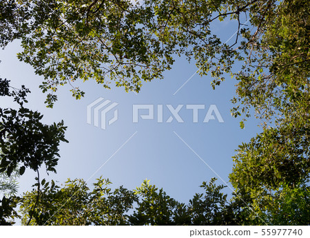 Beautiful green leaves. Beautiful green leaves. 55977740