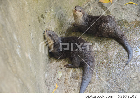 Small-clawed otter 55978108