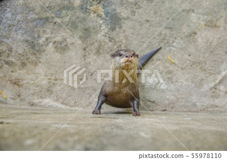 Small-clawed otter 55978110