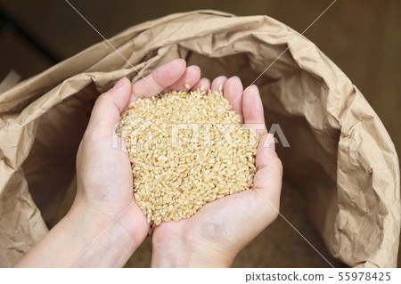 用手播種的糙米 55978425