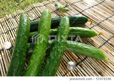 Cucumber 55978596