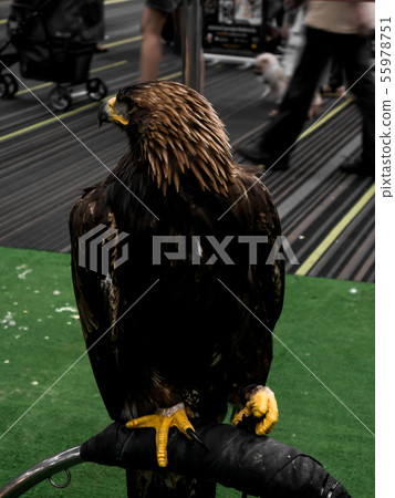 Black hawk furry. Black hawk furry. 55978751