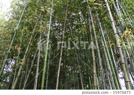 Bamboo Forest 112 Bamboo Forest 112 55978875