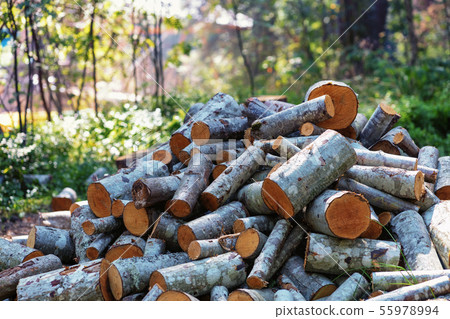 Tree trunks sawn for firewood Tree trunks sawn for firewood 55978994