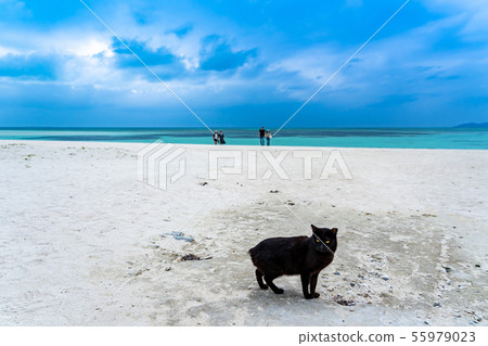 沖繩，竹富島，Kondoi海灘，熱門景點，黑貓和遊客 55979023