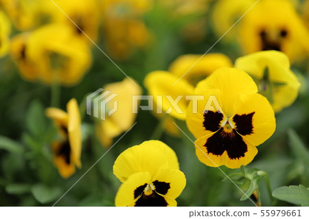 黃色紫羅蘭（春天在福岡縣的花壇拍攝） 55979661