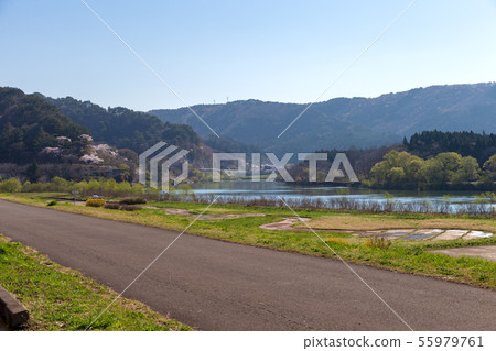 Futatsui Sakura Sakuratsumi(能代市4月陽光明媚) Futatsui Sakura Sakuratsumi(能代市4月陽光明媚) 55979761