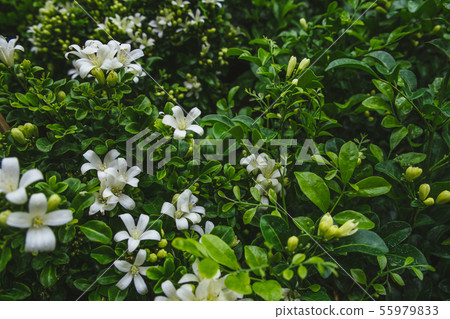Flowers with lush green leaves of Orange jessamine 55979833