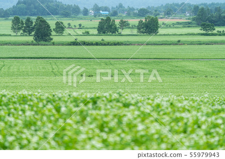Horokanai的蕎麥花天文台 55979943