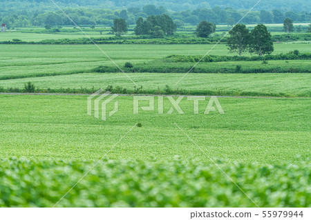 Horokanai的蕎麥花天文台 55979944