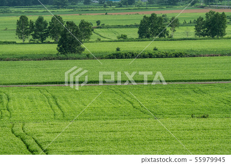 Horokanai的蕎麥花天文台 55979945