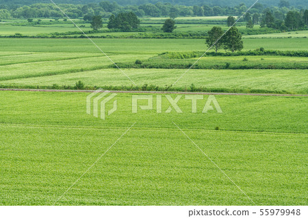 Horokanai的蕎麥花天文台 55979948