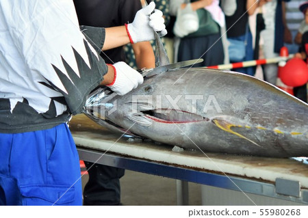 Tuna dismantling show Akune City Kagoshima Prefecture Material background Tuna dismantling show Akune City Kagoshima Prefecture Material background 55980268
