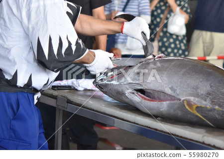 金槍魚拆解秀 鹿兒島縣阿久根市 素材背景 金槍魚拆解秀 鹿兒島縣阿久根市 素材背景 55980270