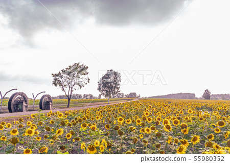 Himawari no Sato in Hokuryu-cho 55980352
