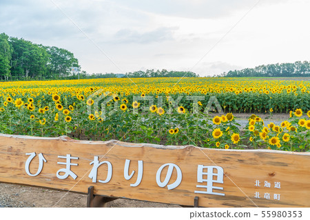 Himawari no Sato in Hokuryu-cho 55980353