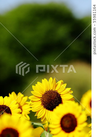 向日葵 向日葵 55981164
