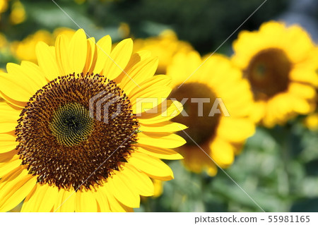 向日葵 55981165