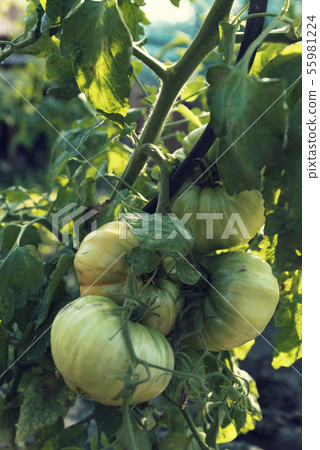 Four green unripe tomatoes on a stem Vertical 55981224