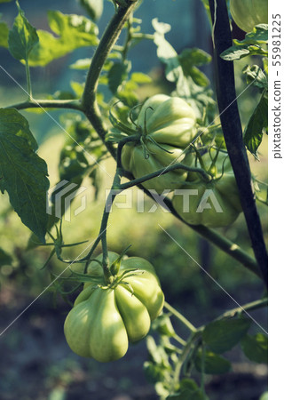 Three green unripe tomatoes on a stem Vertical Three green unripe tomatoes on a stem Vertical 55981225