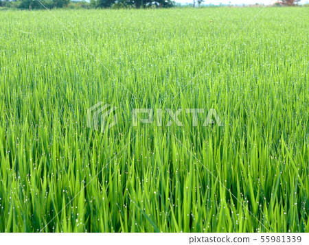 米領域水下落 米領域水下落 55981339