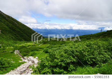 夏天Senjojiki捲曲 55981353