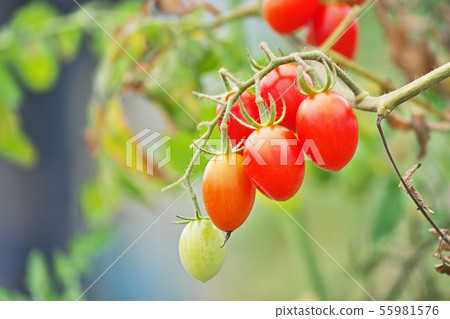 Red tomatoes in the vegetable garden 55981576