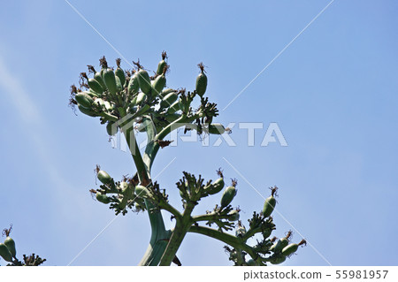Green agave fruit Green agave fruit 55981957